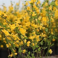 Kerria japonica Plant - Golden Guinea