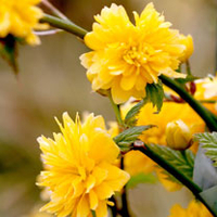Kerria japonica Plant - Plenifora