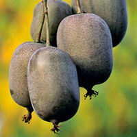 Kiwi Berry Plant - Ken