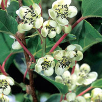 Kiwi Berry Plant - Maskulino