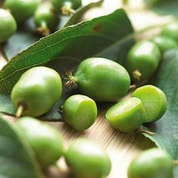 Kiwi Plant - Issai