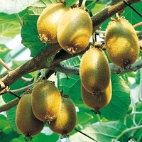 Kiwi Plant - Jenny