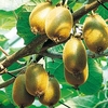 Kiwi Plant - Jenny