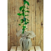 Kiwi Plant Gift