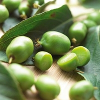 Kiwi Plant (Organic) - Issai
