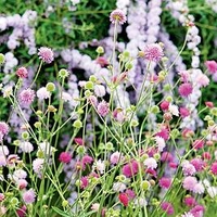 Knautia Plant - Melton Pastels