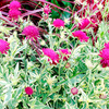 Knautia Plant - Thunder and Lightening