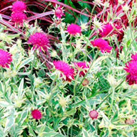Knautia Plant - Thunder and Lightening