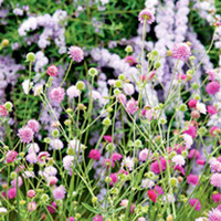 Knautia Plants - Melton Pastels