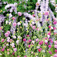 Knautia Plants - Melton Pastels
