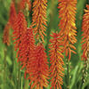 Kniphofia Plant - Elvira