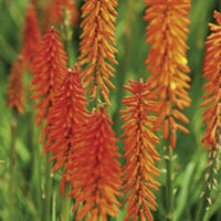 Kniphofia Plant - Elvira