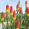 Kniphofia Ticklestick Seeds