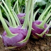 Kohl Rabi Seeds - Dyna