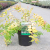 Kolkwitzia amabilis Plant - Maradco