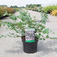 Kolkwitzia amabilis Plant - Pink Cloud