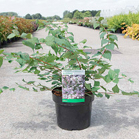 Kolkwitzia amabilis Plant - Pink Cloud