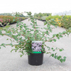 Kolkwitzia amabilis Plant