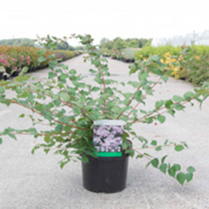 Kolkwitzia amabilis Plant