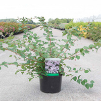 Kolkwitzia amabilis Plant