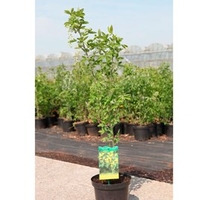 Laburnum anagyroides Plant