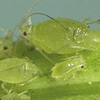 Lacewing Larvae