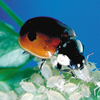 Ladybirds