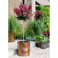 Lagerstroemia Standard Plant - Berry Dazzle