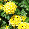 Lantana Plant - Chapel Hill Yellow