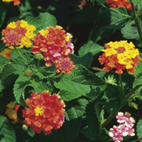 Lantana Plant - Miss Huff