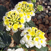 Lantana Plant - Sunny Side Up