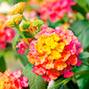 Lantana Plants - Tutti Frutti