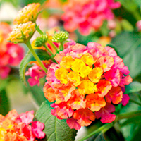 Lantana Plants - Tutti Frutti