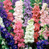 Larkspur Plants - Imperial Mixed