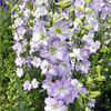 Larkspur Seeds - Fancy Purple Picotee