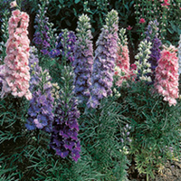 Larkspur Seeds - Hyacinth-Flowered Mixed