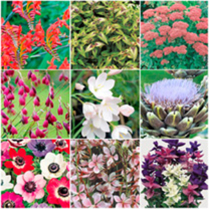 Late Summer Flowering Collection