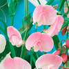 Lathyrus Latifolius Plant - Pink