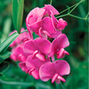 Lathyrus Latifolius Plant - Red