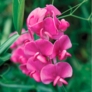 Lathyrus Latifolius Plant - Red
