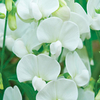 Lathyrus Latifolius Plant - White