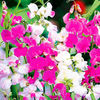 Lathyrus latifolius Plant
