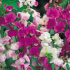 Lathyrus latifolius Seeds - Mixed
