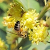 Laurus Nobilis
