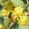 Laurus nobilis Plant