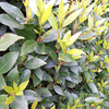 Laurus nobilis Potted Plants - 120cm+ x 10