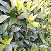 Laurus nobilis Potted Plants - 120cm+ x 20