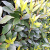 Laurus nobilis Potted Plants - 20cm+ x 10