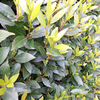 Laurus nobilis Potted Plants - 20cm+ x 20