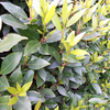Laurus nobilis Potted Plants - 60cm+ x 10